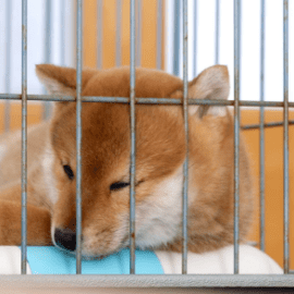ペットホテル